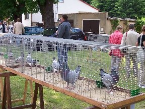 Foto zum Vergrößern bitte anklicken!