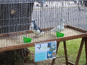 Foto zum Vergrößern bitte anklicken!