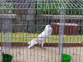 Foto zum Vergrößern bitte anklicken!