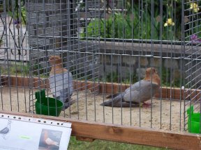 Foto zum Vergrößern bitte anklicken!