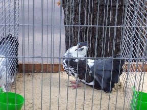 Foto zum Vergrößern bitte anklicken!